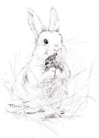 White Rabbit